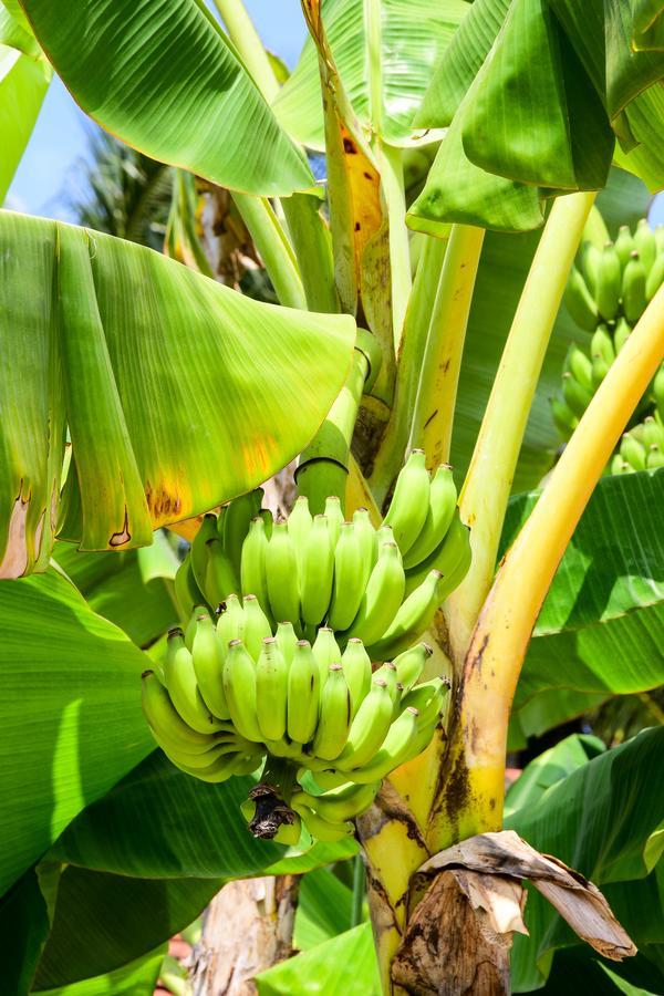 Channa Villa&Tours Bentota Esterno foto